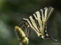 Iphiclides podalirius (Erik Kırlangıçkuyruğu)